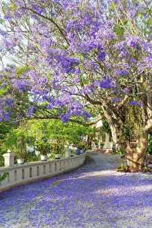 Stunning Jacaranda Trees Collection: Jacaranda flower blossoming