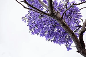Stunning Jacaranda Trees Collection: Jacaranda flowers out in bloom