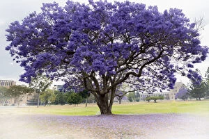 Stunning Jacaranda Trees Collection: Jacaranda tree in full bloom