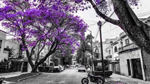 Stunning Jacaranda Trees Collection: Jacarandas blooming