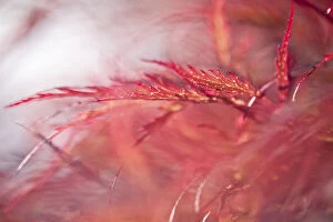 Botanical Art Prints Collection: Japanese maple leaves