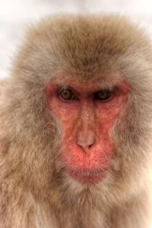 Images Dated 16th March 2014: Japanese Snow Monkey portrait