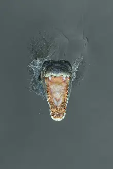 Abstract Aerial Art Prints: Jaws of a saltwater crocodile jumping from the Adelaide River seen from directly above