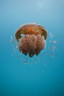 Exmouth, Ningaloo Reef And Coral Bay Prints: Jelly Fish