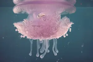 Pink Color Prints: jellyfish rhizostoma sp. with commensal fish gt. barrier reef