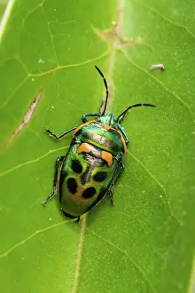 Prints of Metalic Jewel Bug Scutiphora pedicellata on a green leaf Louise Docker Photography Prints: Jewel Bug on a leaf