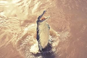 Images Dated 11th May 2016: Jumping crocodile