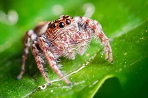 Australian Spiders Collection: Jumping Spider