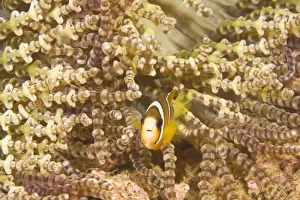 Juvenile Anemonefish