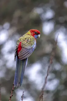 Prints of Juvenile Crimson Rosella perched on the top of a tree Louise Docker Photography Prints: Juvenile Crimson Rosella perched on the top of a tree