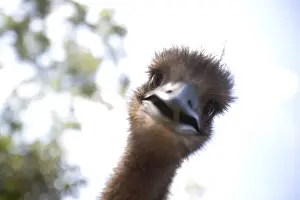 Curiosity Prints: Juvenile Emus (Dromaius novaehollandiae), close-up
