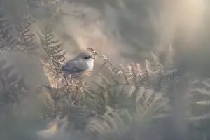 Fauna Prints: Juvenile superb fairy wren perched within lush bracken undergrowth