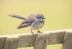 Images Dated 25th September 2016: Juvenile wild willie wagtail (Rhipidura leucophrys) on wooden fence
