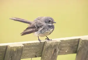 Juvenile wild willie wagtail (Rhipidura leucophrys) on wooden fence