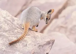 Kristian Bell Photography Prints: Juvenile, wild yellow footed rock wallaby (Petrogale xanthopus) on rocks