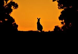 Images Dated 30th November 2014: Kangaroo