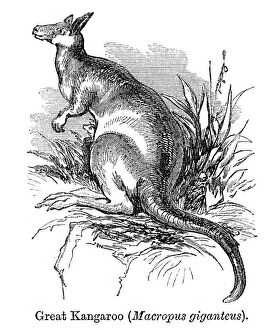 Images Dated 24th October 2013: Kangaroo