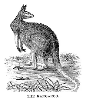 Images Dated 2018 November: Kangaroo