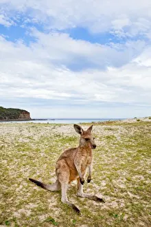 John W Banagan Prints: Kangaroo at the beach