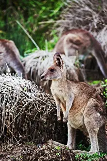 John W Banagan Prints: Kangaroo at the beach