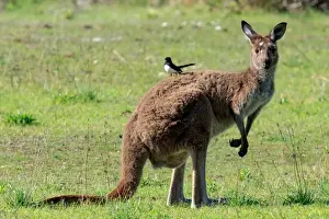 Kangaroo with a bird sitting on its back