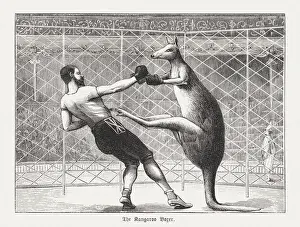Images Dated 2020: The kangaroo boxer, wood engraving, published in 1895