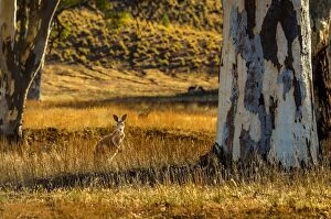 Images Dated 18th February 2016: Kangaroo at Bunyeroo Valley in Flinders Ranges, South Australia
