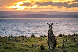 Images Dated 16th May 2016: Kangaroo at Cape Boullanger, Maria Island, Tasmania