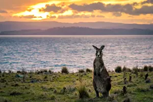 Kangaroo at Cape Boullanger, Maria Island, Tasmania