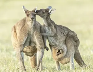 Kangaroo family