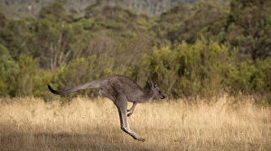 Images Dated 30th April 2014: Kangaroo Hopping in Jindabyne, New South Wales, Australia