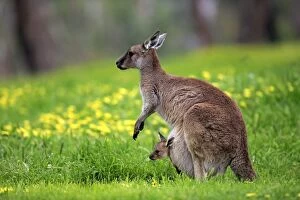 Kangaroo Collection: Kangaroo Island Kangaroo (Macropus fuliginosus)