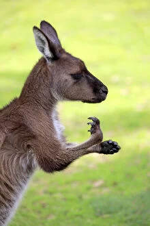 Naturfotografie & Sohns Wildlife Photography Collection: Kangaroo Island Kangaroo, (Macropus fuliginosus)
