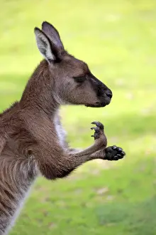 Alertness Prints: Kangaroo Island Kangaroo, (Macropus fuliginosus)