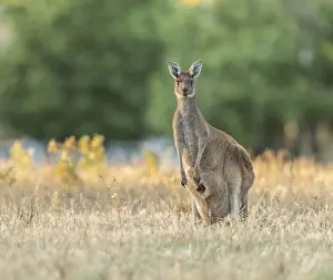 Lea Scaddan Prints: Kangaroo and joey
