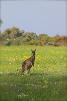 Kangaroo on look out duty in Yellagonga National Park Western Australia