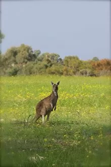 Images Dated 31st August 2017: Kangaroo Looking