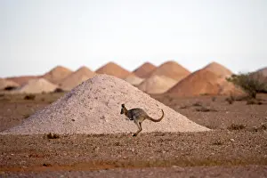 Jumping Prints: Kangaroo in opal mining area in Coober Pedy in the South Australian Outback
