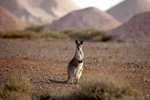 Kangaroo in opal mining area in Coober Pedy in the South Australian Outback