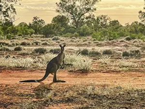 Kangaroo in outback landscape Australia