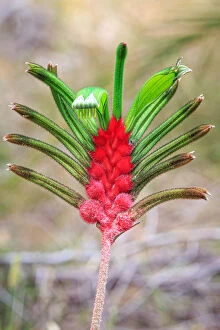 Images Dated 3rd August 2019: Kangaroo Paw Flower, Western Australia