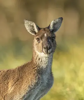 Lea Scaddan Prints: Kangaroo portrait