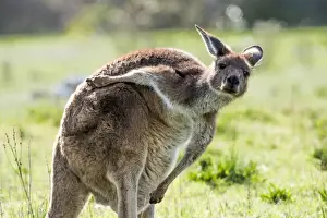 Creature Prints: Kangaroo scratching its back. Australia