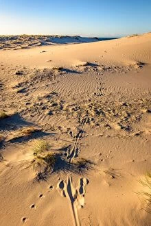 Images Dated 20th May 2016: Kangaroo tracks at Friendly Beaches, Freycinet National Park, Tasmania