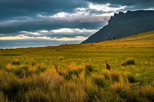 Maria Island Prints: Kangaroos at Cape Boullanger, Maria Island, Tasmania