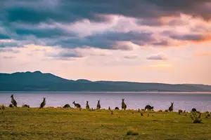 Kangaroos at Cape Boullanger, Maria Island, Tasmania