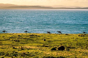 Images Dated 15th May 2016: Kangaroos at Lesueur Point, Maria Island, Tasmania