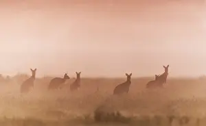 Kangaroos in the mist