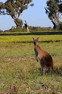 Kangaroos in their natural surroundings in a National Park near Perth Western