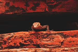 <b class=qtipBold><figcaption>Karijini Lizard</figcaption></b><br>Lizard at Karijini National Park in Western Australia<br><em>© John Crux</em> Karijini Lizard